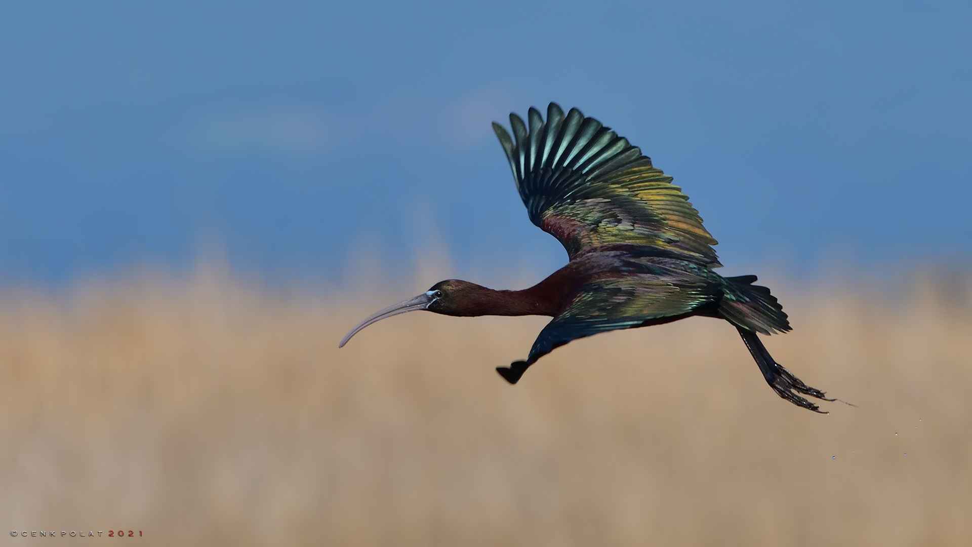 Glossy Ibis